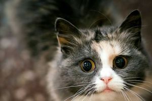 5 причин, чому вам треба завезти вдома кота фото