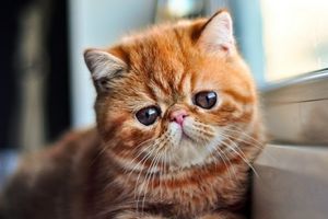 7 дивовижних фактів про кота фото