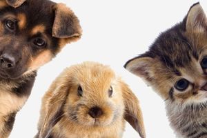 Безпечні ласощі та рекомендації щодо годівлі фото