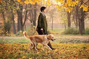 Чому для собак так важливі прогулянки? фото