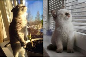 Чому коти люблять &laquo;сонячні ванни&raquo; фото