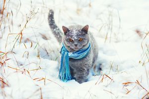 Чому коти так люблять борсатися в снігу? фото