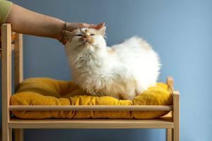 Чому коти так люблять, щоб їх гладили? фото