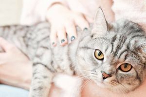 Чому коти так люблять тепло? фото