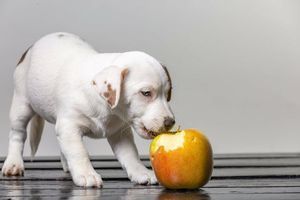 Чому мисливські собаки полюбляють їсти фрукти фото