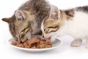 Чому собаки і коти так люблять вологий корм? фото
