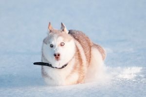Чому собаки так люблять "купатися" в снігові фото