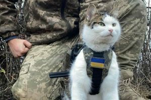 Чому у військових на фронті так багато котів та собак? фото