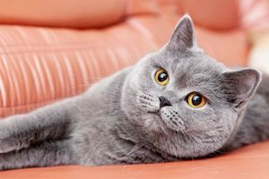 Чому восени коти та собаки "нарощують" жирок? фото
