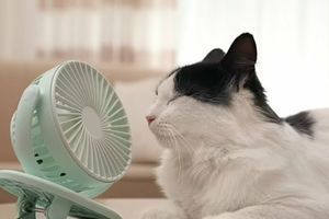 Чи може у котів та собак бути тепловий удар під час спеки? фото
