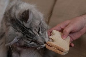 Чи можна додавати хліб у раціон котів та собак? фото
