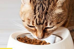 Чи можна годувати кота тільки сухим кормом? Поради ветеринарів фото