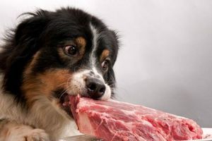 Чи можна мисливських собак годувати сирим м&rsquo;ясом? фото