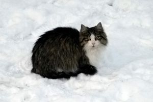Чи можна взимку давати звірям вологий корм на дворі фото