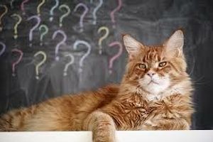 Чи піддаються коти вихованню?  фото