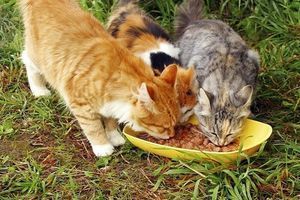 Домашній корм для кота/собаки: рецепти, поради, ризики фото