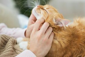 Короткі &laquo;поради тижня&raquo; для власників котів фото
