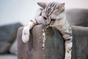 Коти дряпають меблі. Чи можна їх від цього відучити фото