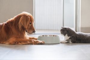 Міфи про корми для котів і собак: що правда, а що вигадка? фото