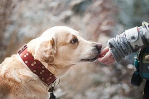 Позитивний вплив контактів з собаками на імунітет людини фото