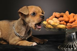 Безпечний список ласощів для кота та собаки фото