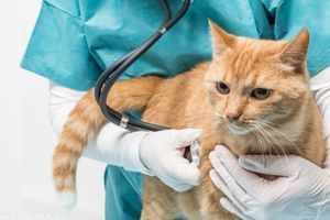 Що робити, якщо ваш улюбленець захворів на чумку чи парвовірус: поради ветеринара фото