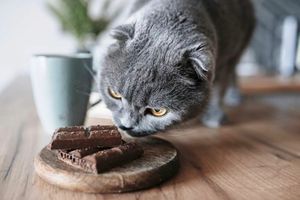 Шоколад для котів: чи можна давати і скільки саме? фото