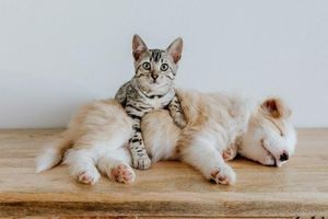 ТОП-10 корисних інгредієнтів у складі якісного корму для собак і котів фото