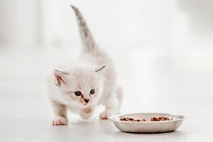 Вибір корму для котів з різними потребами: від кошенят до літніх тварин фото