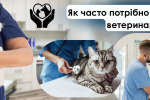 Як часто потрібно відвідувати ветеринара фото