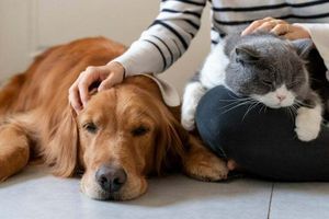 Як домашні улюбленці можуть допомагати при депресії фото