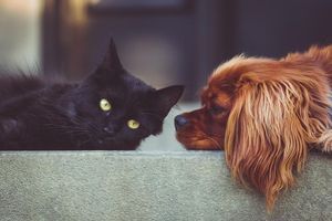 Як подружити ксобаку із котами? фото