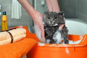 Як привчити кота купатися без стресу  фото