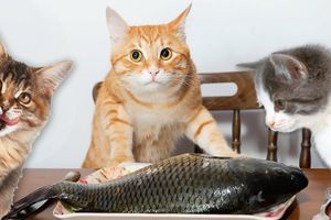Як вибрати ідеальний корм для вашого собаки/кота фото