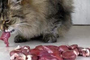 Яку печінку краще давати домашнім улюбленцям: сиру чи варену і яких тварин?  фото
