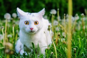 Як правильно годувати котів та собак влітку? фото