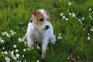 Чи впливає харчування на активність кота та собаки? фото