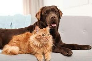 Як подружити кота й собаку фото