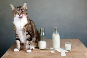 Чи можна котам сире молоко? Користь та шкода: поради ветеринарів фото