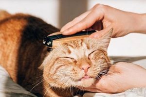 Чому собаки та коти линяють восени? фото
