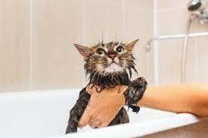 Чи можна купати котів? фото