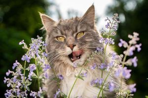 Чому для кота клумба &mdash; ідеальний туалет? фото