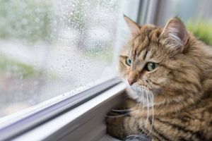Коти-синоптики: як вони реагують на зміну погоди? фото