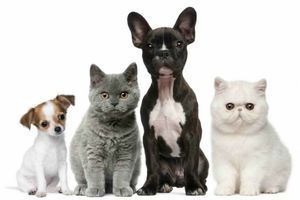 Чи бувають корми cruelty-free? фото