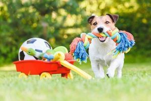 Для чого купувати собакам різні іграшки? фото