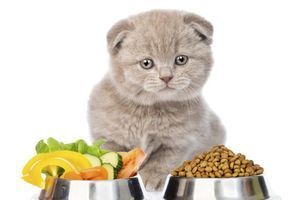 Домашня їжа vs промисловий корм: що краще для здоров&rsquo;я тварини? фото